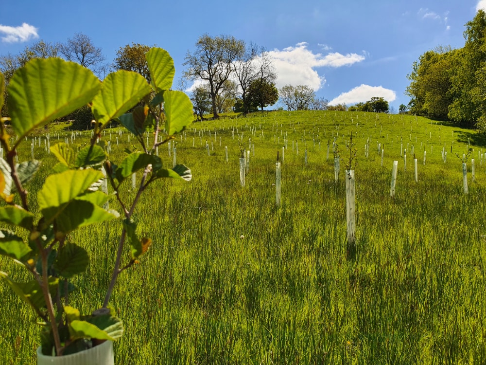 Baby trees in Wales